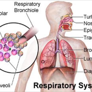 Prednisone For Cough - Learn To Treat Bronchitis Naturally Within Seven Days