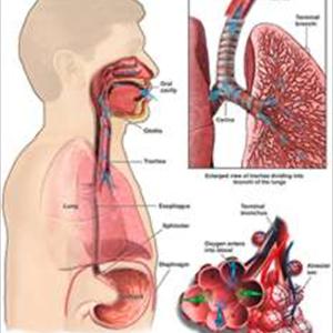 Chronic Bronchitis Relief - Asia Have Caused Indoor Humidifier "Breathe" Revolution - Mouthwash Holder Manufacturer