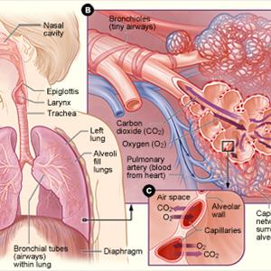 Persistent Cough Mucus - Chronic Cough Causes, Signs As Well As Treatment